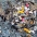 Bird with plastic trash and marine debris in its stomach