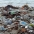 Trash at the beach in Playa del Rey