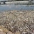 The Los Angeles River after a rainstorm
