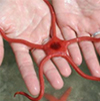 Brittle Star
