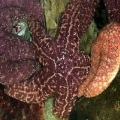 Aquadoption - Sea Star