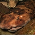 Aquadoption - Swell Shark