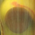 Aquadoption - Swell Shark Egg