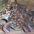 Aquadoption - Octopus