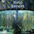 SMPA - Meet the Locals - Kelp Forest Exhibit