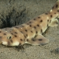 SMPA - Meet the Locals - Swell Shark