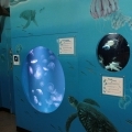 SMPA - Meet the Locals - Sea Jelly Exhibit