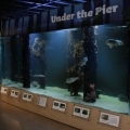 SMPA - Meet the Locals - Pier Exhibit