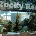 SMPA - Meet the Locals - Rocky Reef Exhibit
