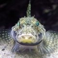 SMPA - Meet the Locals - Sandy Bottom Exhibit