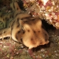 SMPA - Meet the Locals - Shark