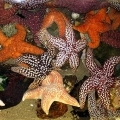 SMPA Meet the Locals Exhibits Touch Tanks