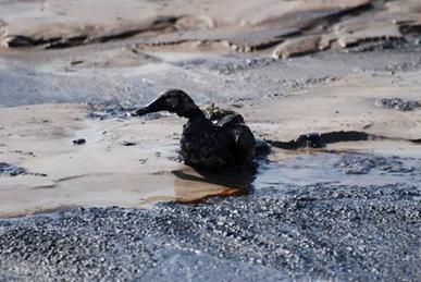 Sea bird caught in oil slick