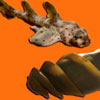 Aquadoption - Horn Shark