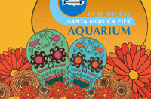 Heal the Bay Pumpkin Halloween Dia de los Muertos